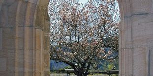 Blick aus dem Kreuzgang von Kloster Lorch auf eine Magnolie