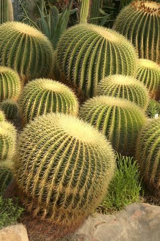 Kakteen im Botanischen Garten Karlsruhe