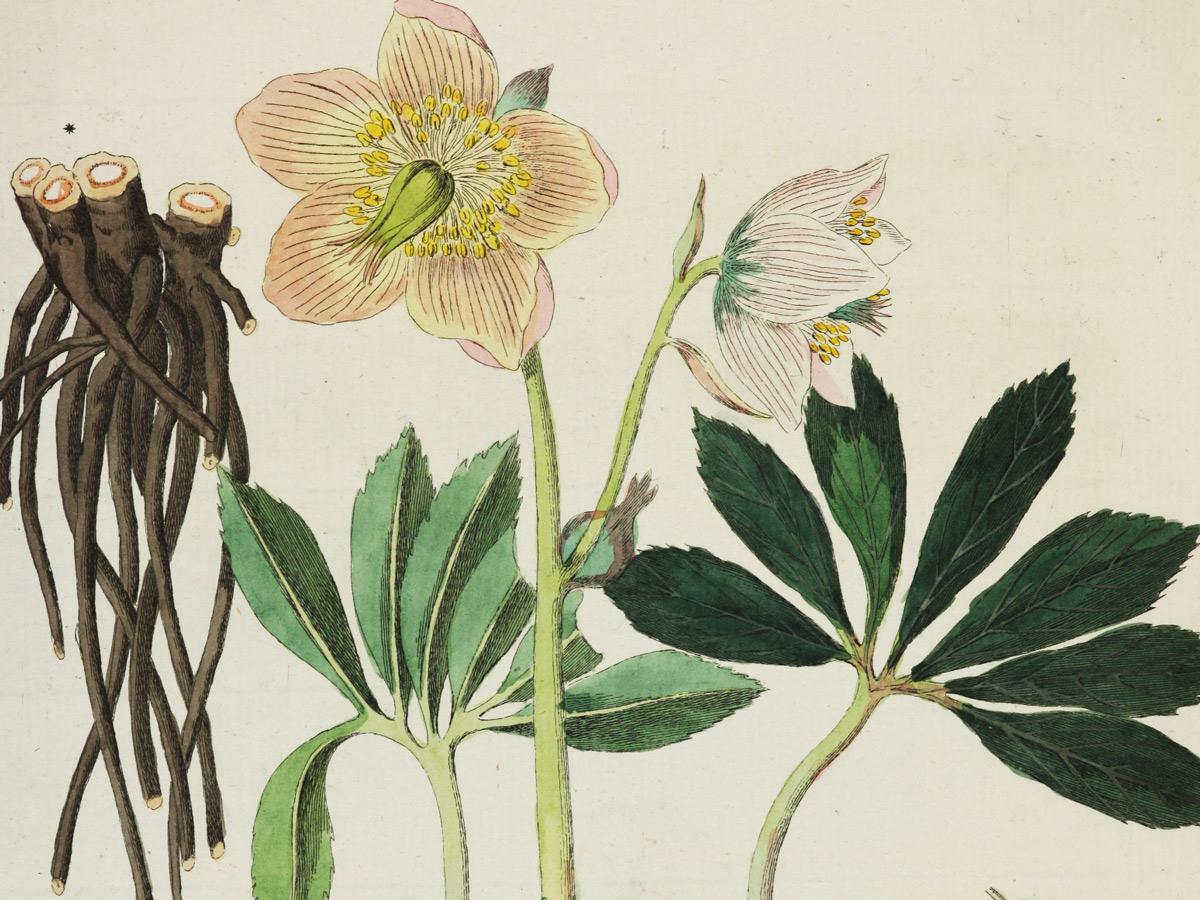 Christrose aus Friedrich Dreves: Botanisches Bilderbuch für die Jugend und Freunde der Pflanzenkunde, 5 Bände, Leipzig 1794-1819