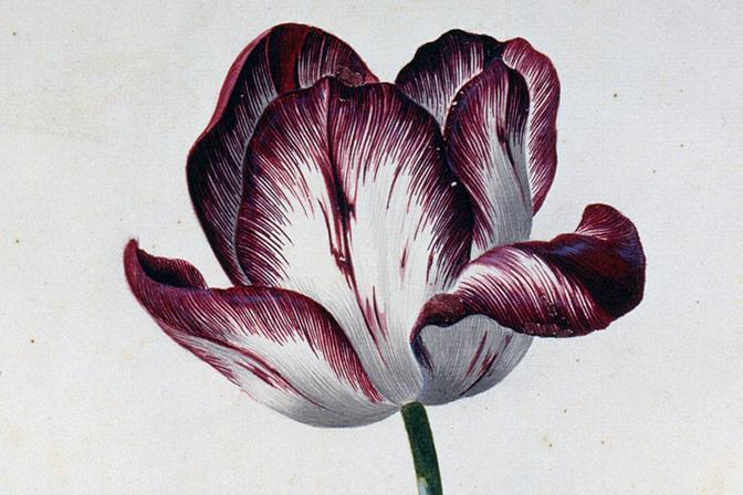 Aquarellblatt aus dem Karlsruher Tulpenbuch