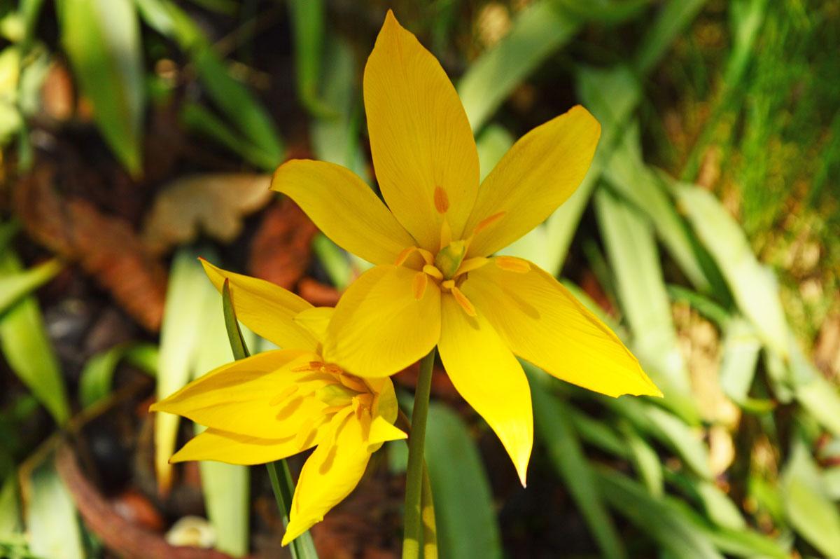 Wildtulpe im Schlossgarten Weikersheim