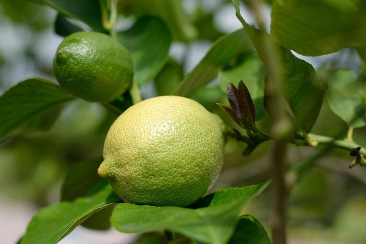 Pomeranze im Schlossgarten Weikersheim