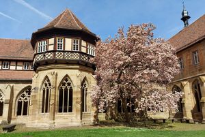 Kloster Maulbronn, Magnolienblüte 12.04.2022