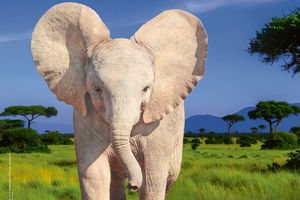 Residenzschloss Mergentheim, Event, Sonderausstellung Elefanten