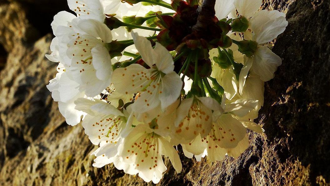 Blüten im Schlossgarten Weikersheim