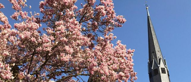 Kloster Maulbronn, Magnolienbaum