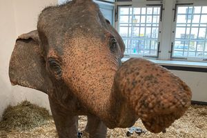 Residenzschloss Mergentheim, Event, Sonderausstellung Elefanten, Goetheelefant