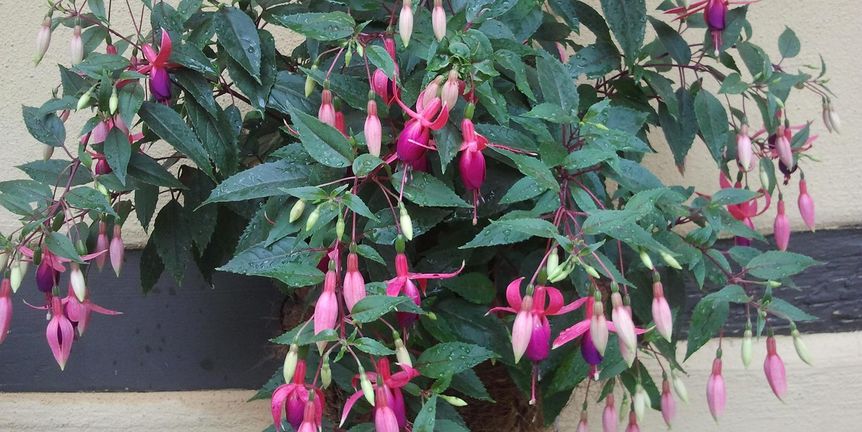 Schloss Weikersheim, Kastellangarten, Fuchsien-Präsentation