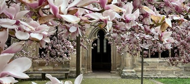 Kloster Maulbronn, Magnolienpflanze im Klostergarten 