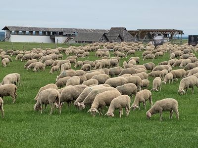 Heuneburg-Stadt Pyrene, Beweidung durch Schafe