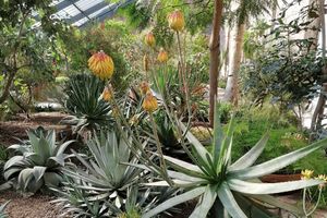 Botanischer Garten Karlsruhe, Aloe im Gewächshaus