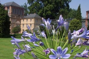 Botanischer Garten Karlsruhe, Agapanthus