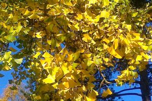 Botanischen Garten Karlsruhe, Ginko 