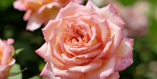 Rosenblüte in strahlendem Rosarot