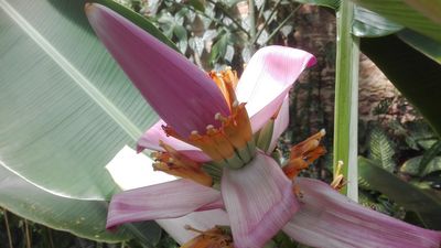 Botanischer Garten Karlsruhe, Bananenblüte 2019