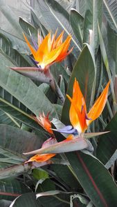 Botanischen Garten Karlsruhe, Strelitzie