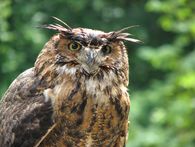 Foto: Staatliche Schlösser und Gärten Baden-Württemberg, Julia Haseloff Stauferfalknerei Kloster Lorch