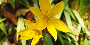 Wildtulpe im Schlossgarten Weikersheim