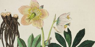 Christrose aus Friedrich Dreves: Botanisches Bilderbuch für die Jugend und Freunde der Pflanzenkunde, 5 Bände, Leipzig 1794-1819