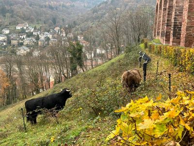 Schloss Heidelberg, Hochlandrinder bei der Beweidung