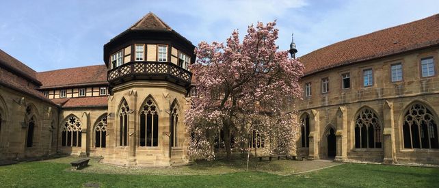 Kloster Maulbronn, Magnolie im Kreuzgarten