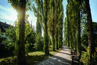 Foto: Staatliche Schlösser und Gärten Baden-Württemberg, Günther Bayerl Mergentheim Residential Palace, avenue of poplars
