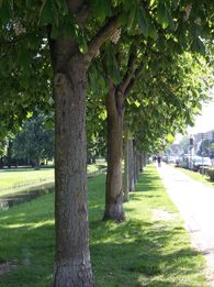 Foto: Staatliche Schlösser und Gärten Baden-Württemberg, Schlossverwaltung Schwetzingen Rosskastanien am Rande des Schlossgartens