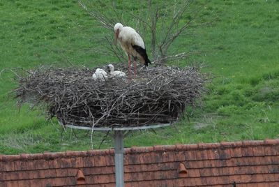 Storchennest