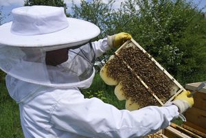 Schloss Bruchsal, Imker mit Bienenwabe