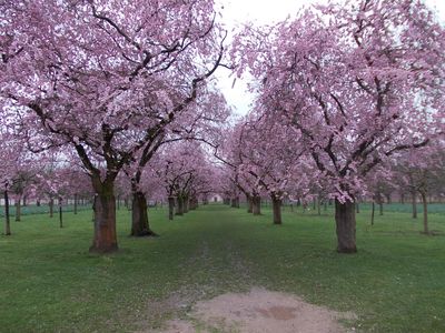 Kirschblüte im Schwetzinger Schlossgarten