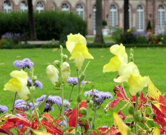 Löwenmäulchen im Schwetzinger Schlossgarten