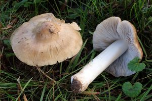 Schloss und Schlossgarten Favorite, Sonstiges, Projekt Schloss.Baum.Pilz