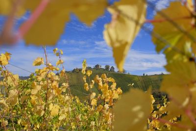 Grabkapelle auf dem Württemberg, Aussen Herbst; Foto: Staatliche Schlösser und Gärten Baden-Württemberg, Marcus Berner