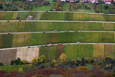 Luftbild von Weinhängen