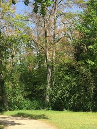 Foto: Staatliche Schlösser und Gärten Baden-Württemberg, Nathalie Ott Schloss und Schlossgarten Schwetzingen, Landschaftsgarten