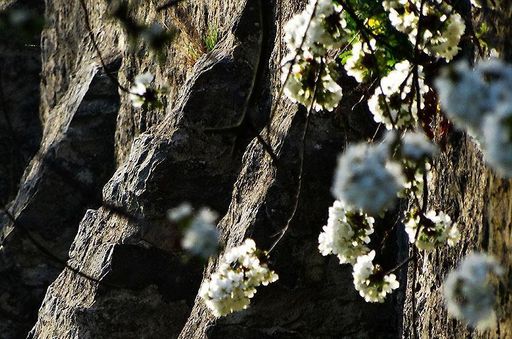 Blüten im Schlossgarten Weikersheim