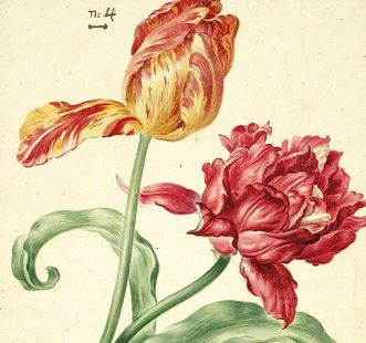 Karlsruher Tulpenbuch, Blatt 36