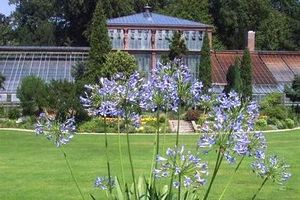 Botanischer Garten Karlsruhe, Agapanthus