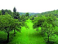 Schloss und Schlossgarten Weikersheim: Obstgarten. Obstbaumwiese von oben