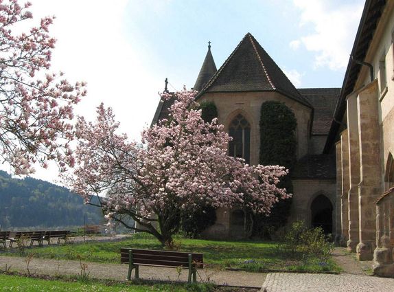 Kloster Lorch, Magnolienbäume vor der Klosterkirche