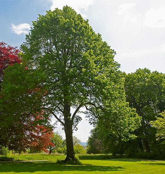 Schloss Favorite Rastatt