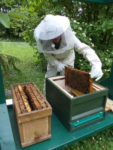 Schloss und Schlossgarten Schwetzingen, Imkerin mit Bienenwabe; Foto: Staatliche Schlösser und Gärten Baden-Württemberg