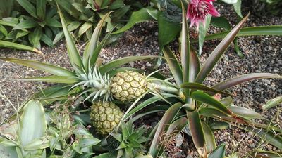 Botanischen Garten Karlsruhe, Ananas