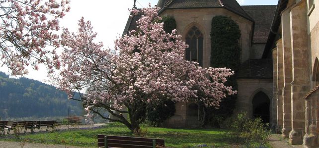 Kloster Lorch, Klostergarten, Blühende Magnolie