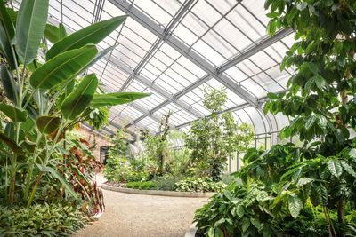 Botanischer Garten Karlsruhe, Gewächshaus Innen; Foto: Staatliche Schlösser und Gärten Baden-Württemberg, Günther Bayerl