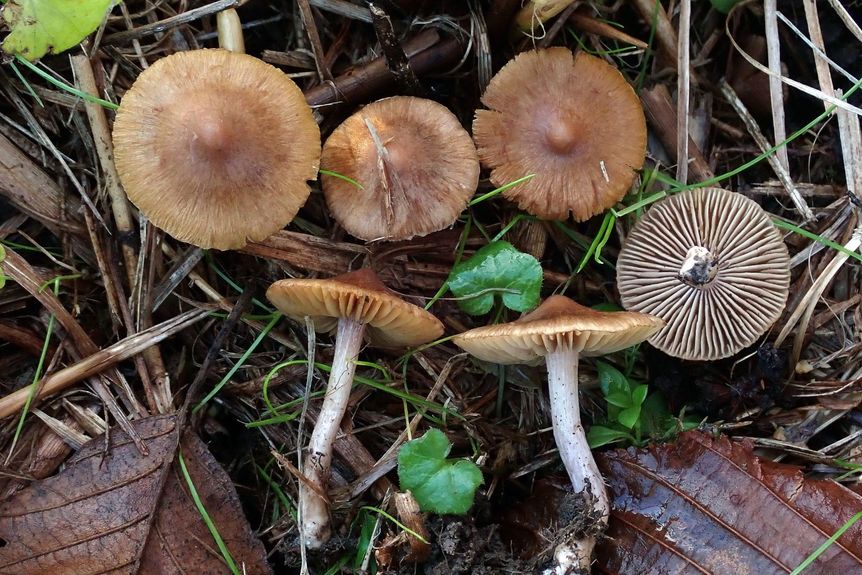 Schloss und Schlossgarten Favorite, Sonstiges, Projekt Schloss.Baum.Pilz