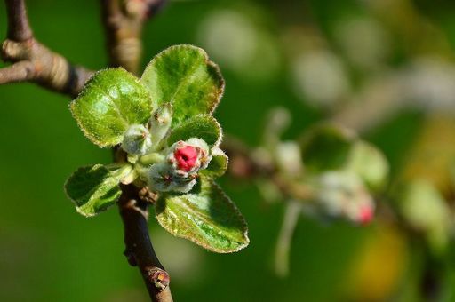 Blüten im Schlossgarten Weikersheim