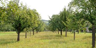 Obstgarten im Garten von Schloss Weikersheim