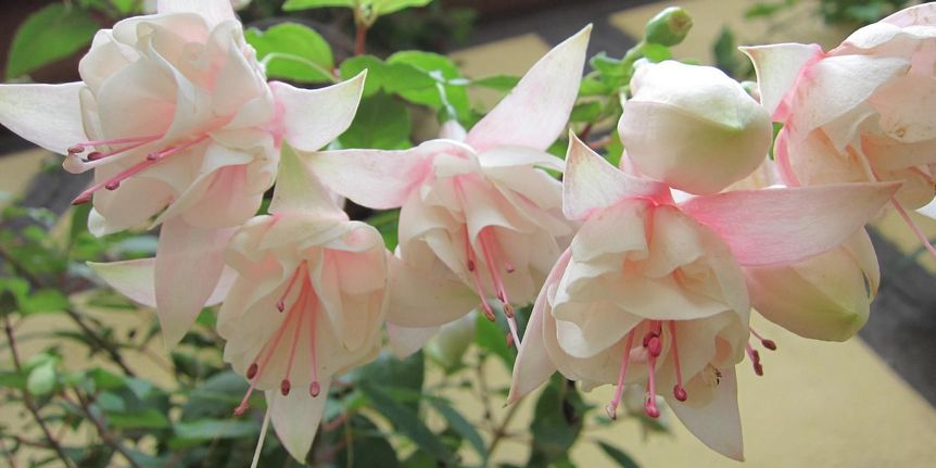 Schloss und Schlossgarten Weikersheim, Event, Fuchsienschau