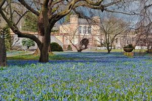 Botanischer Garten Karlsruhe, Scillablüte